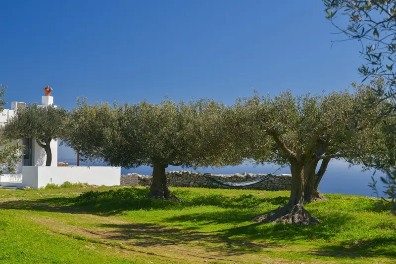 Aqua Vista Σίφνος - Εξοχικό με Βεράντα με Θέα στη Θάλασσα σε Ελαιώνα – 6