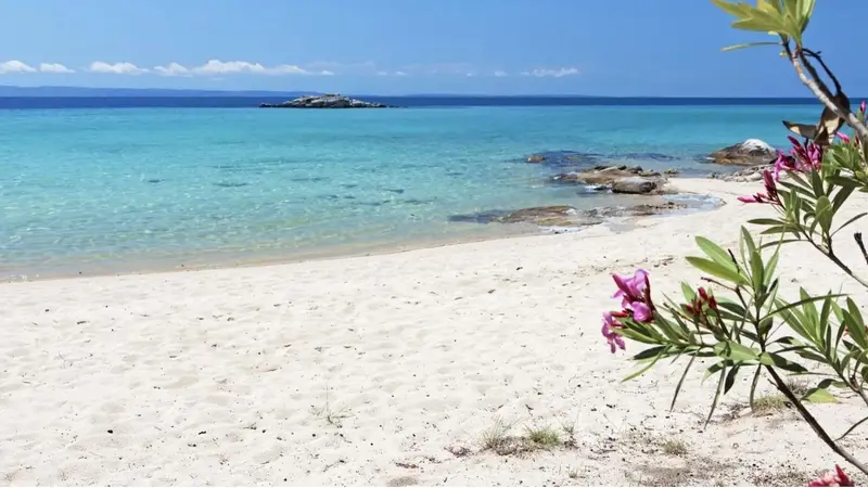 Aqua Vista Σιθωνία - Πέτρινο Σπίτι σε Ελαιώνα κοντά στην Παραλία Ελιά – 9