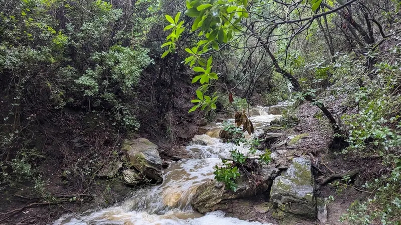 Aqua Vista Σιθωνία - Πέτρινο Σπίτι σε Ελαιώνα κοντά στην Παραλία Ελιά – 12